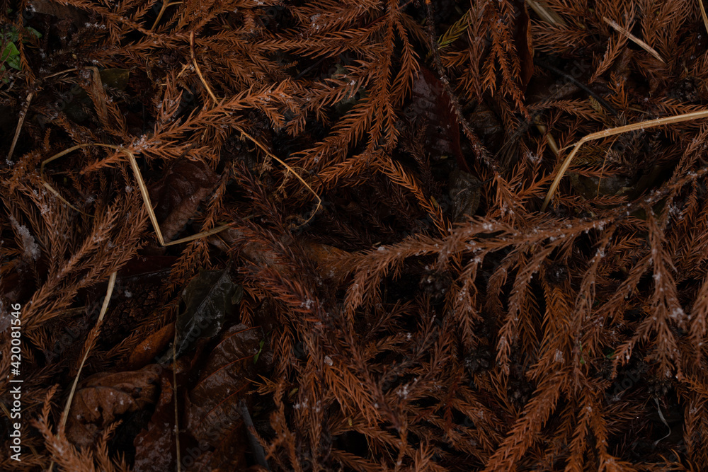 Brown branches of a christmas tree lie on the ground Brown branches of a christmas tree lie on the ground