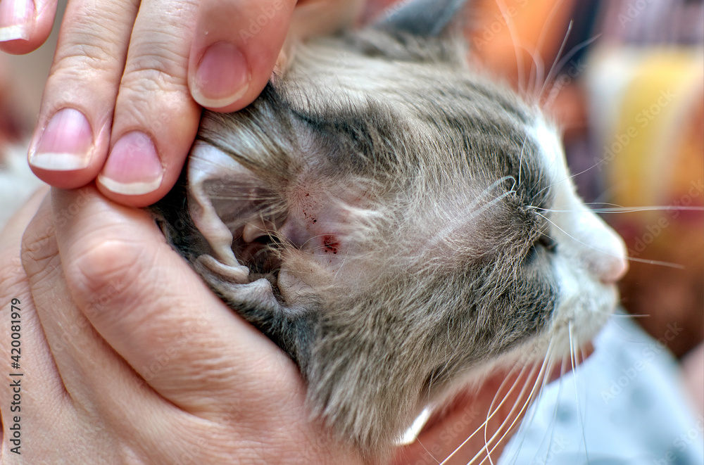Allergic skin diseases in domestic cats. Cat's wound from dermatitis. Skin diseases in cats. Cat pimples. Atypical dermatitis in a domestic cat. Cat allergy in cats. Itching in a domestic cat. Allergic skin diseases in domestic cats. Cat's wound from dermatitis. Skin diseases in cats. Cat pimples. Atypical dermatitis in a domestic cat. Cat allergy in cats. Itching in a domestic cat.