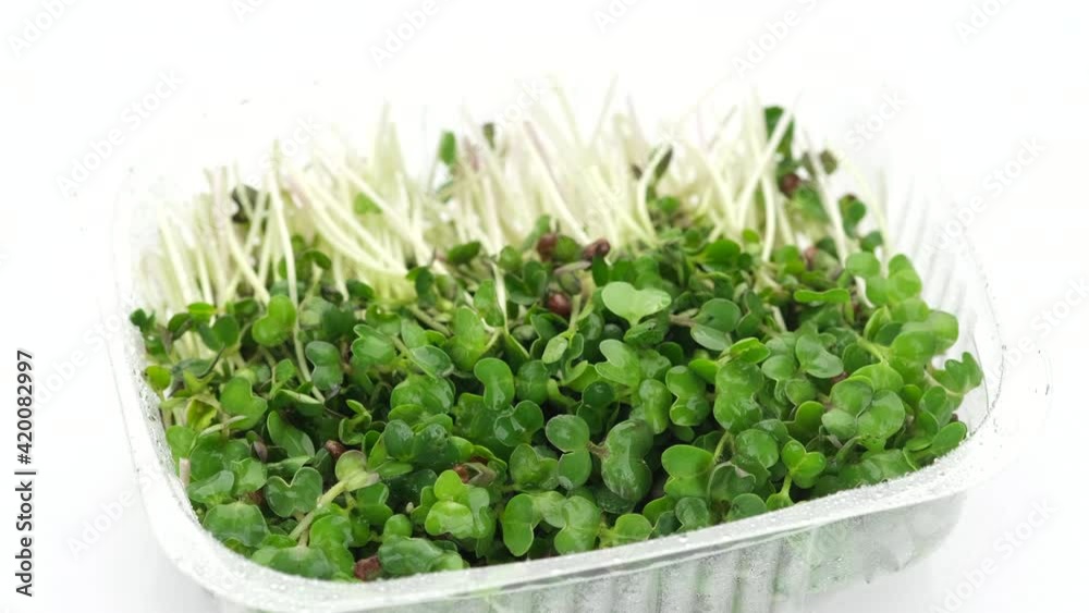 radish micro greens in container for delivery or sale on white background, rotate. Healthy food concept radish micro greens in container for delivery or sale on white background, rotate. Healthy food concept