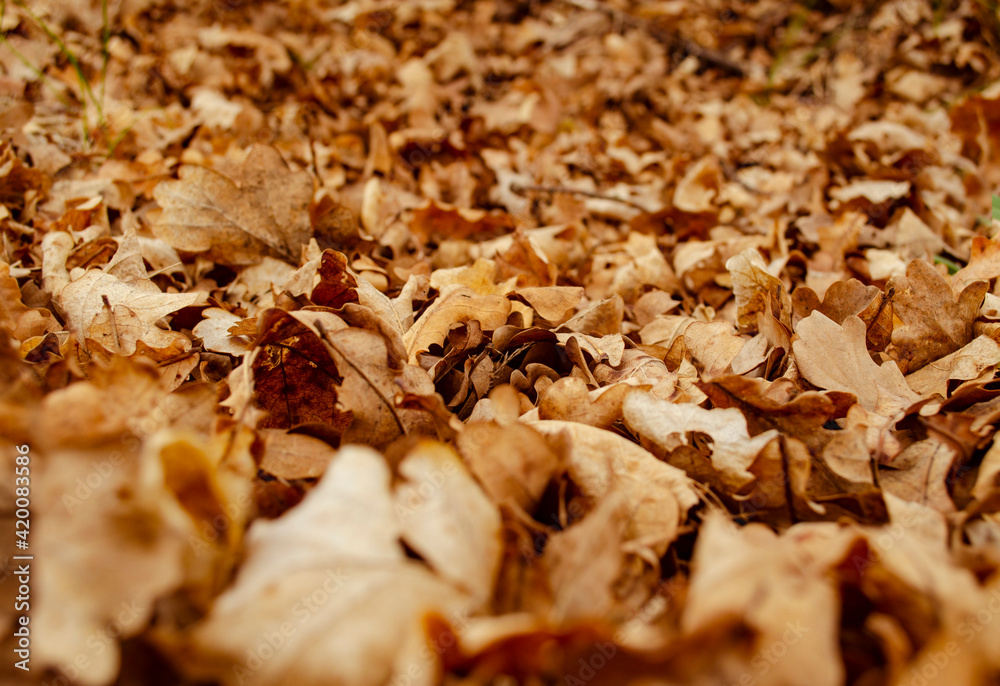 Fallen dry leaves. Dry brown leaves on the ground. Autumn leaf fall. Brown Leaves on the ground in late autumn. Autumn background. Selective focus low angle view Fallen dry leaves. Dry brown leaves on the ground. Autumn leaf fall. Brown Leaves on the ground in late autumn. Autumn background. Selective focus low angle view