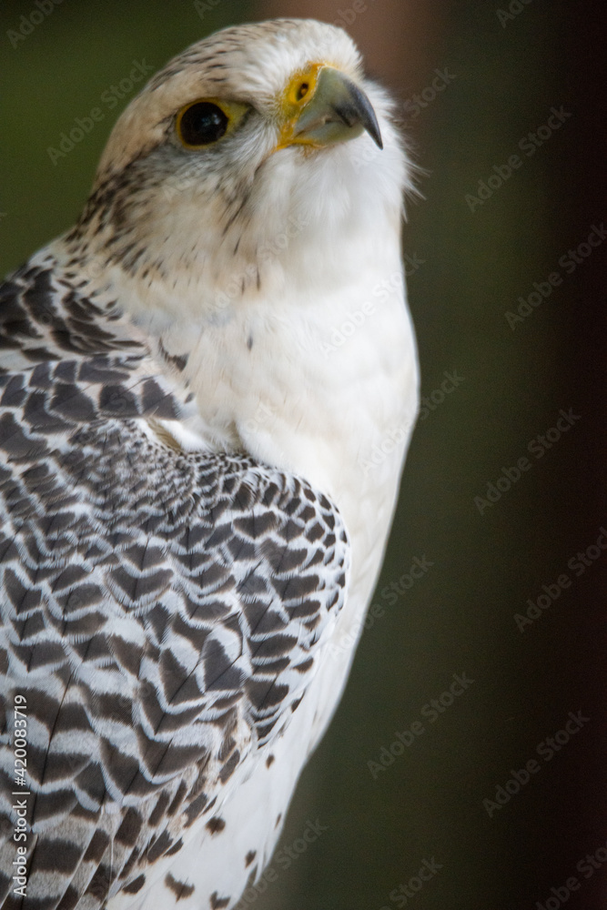 Fototapeta premium ptak drapieżny, bird, ptak, dzika natura, jastrząb, drapieżnik