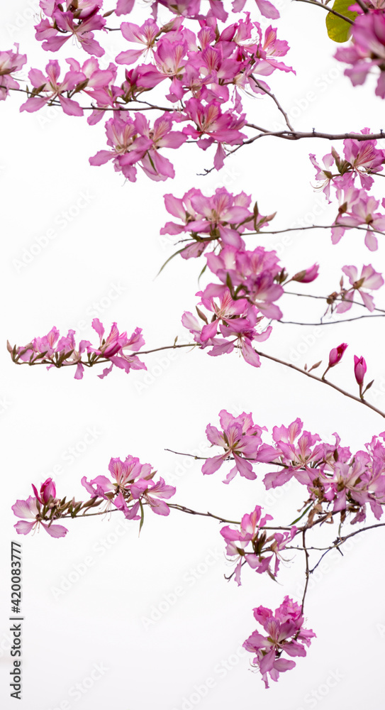 The beautiful Bauhinia and black branches stretch are isolated on white background , look like a Chinese flower ink painting