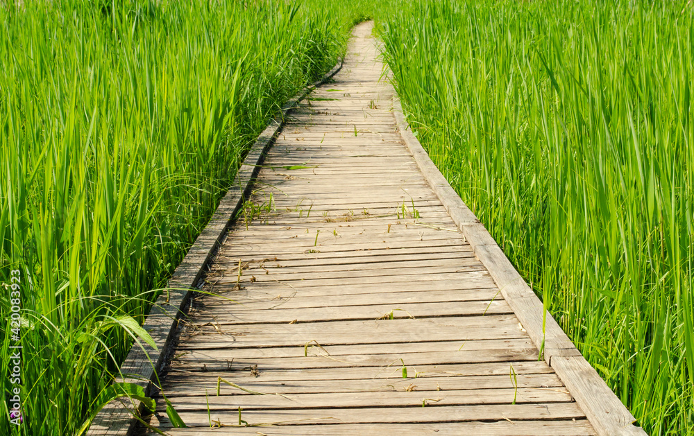 Obraz premium Footbridge crossing the dense thickets. Path through a green summer park. Wooden walkway, path in dense greenery. Thickets of grass. background travel concept