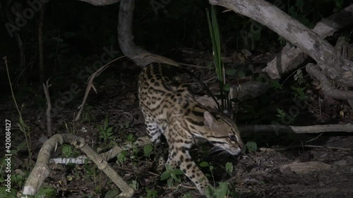 Ocelot (Leopardus pardalis) at night climbing in a tree, in search of prey, Pantanal wetlands, Brazil.