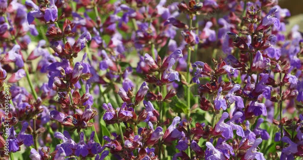 Flowers of Salvia officinalis (sage) in a bloom from a rocky grassland on Veleb Flowers of Salvia officinalis (sage) in a bloom from a rocky grassland on Veleb