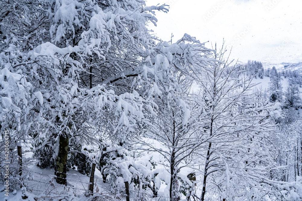 Top view of a snowy forest