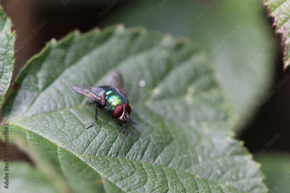 bug on a leaf bug on a leaf