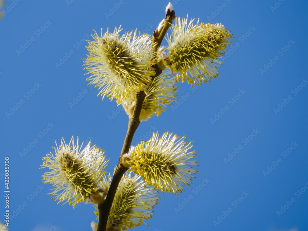 Blooming willow is a harbinger of spring. Balls-flowers, fluffy yellow from pollen, densely dotted with bare willow twigs. Blooming willow is a harbinger of spring. Balls-flowers, fluffy yellow from pollen, densely dotted with bare willow twigs.