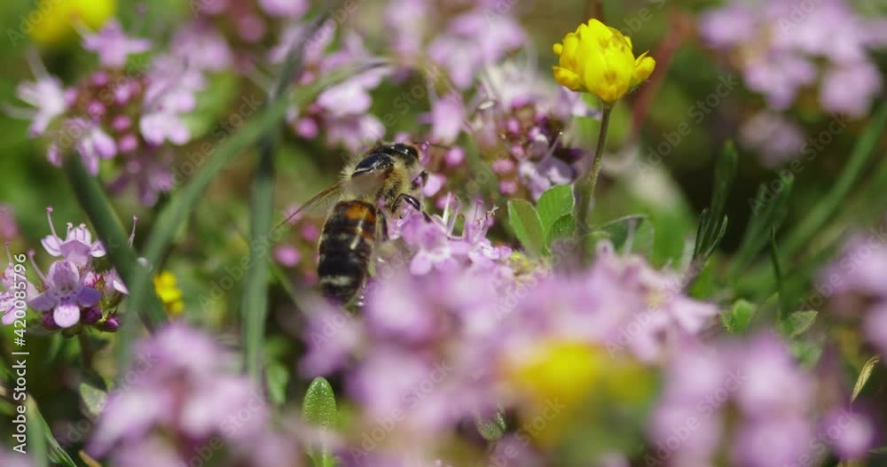 The close-up of the Thymus serpyllum, known by the common names of Breckland thyme The close-up of the Thymus serpyllum, known by the common names of Breckland thyme