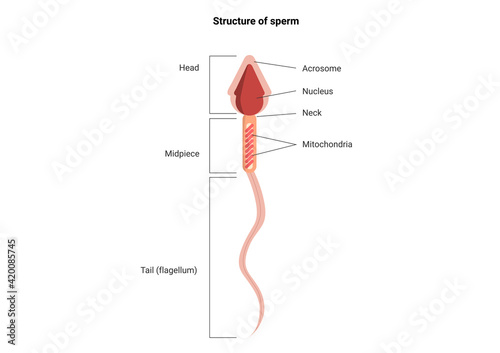 Structure of spermatozoon with main parts labeled. Human Sperm cell Anatomy. Science and Biology education concept.