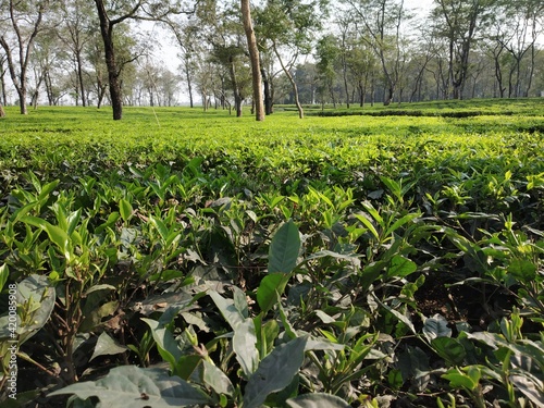 Landscape view of tea garden where newly tea buds are growing