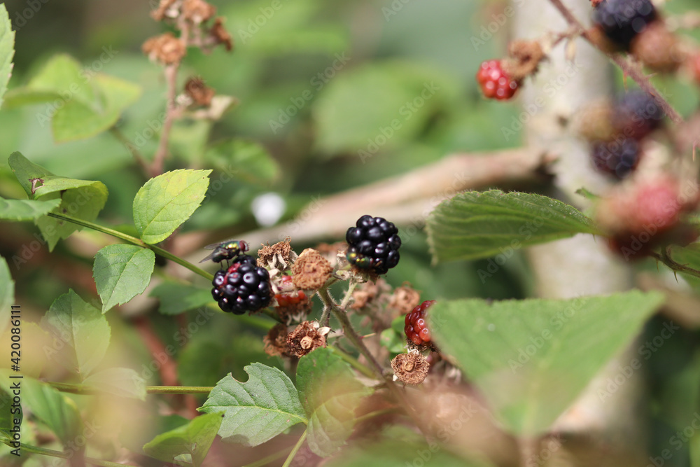 Fototapeta premium blackberry