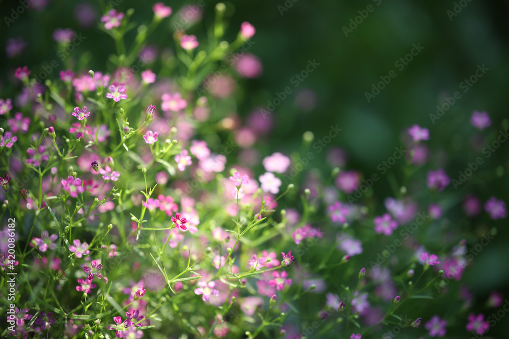 pink Gypsophila flower close up