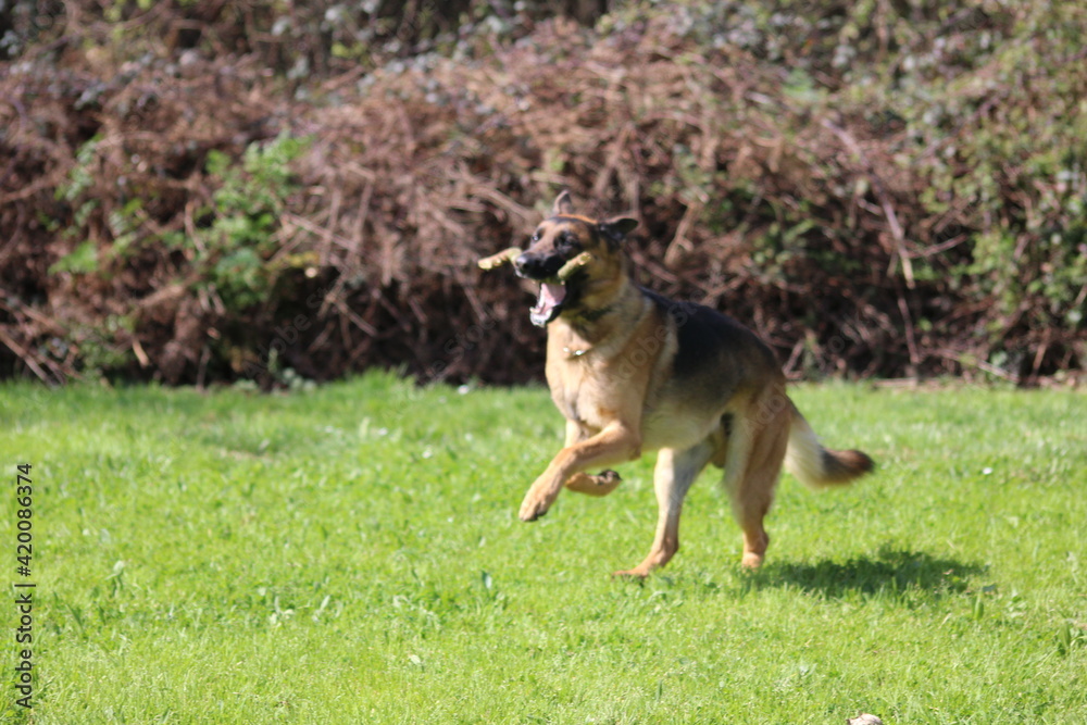 Fototapeta premium Rex