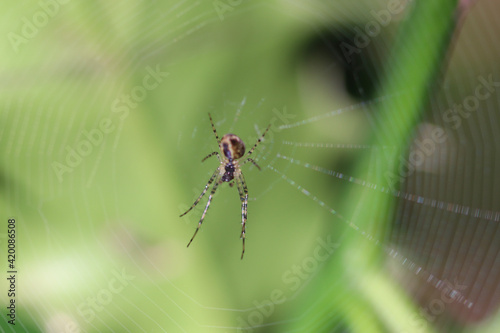 spider on a web © Light Reflex Visuals