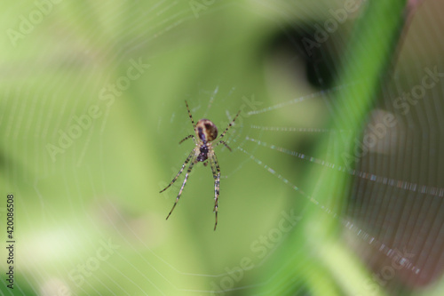 spider on a web