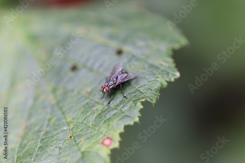 bug on a leaf © Light Reflex Visuals