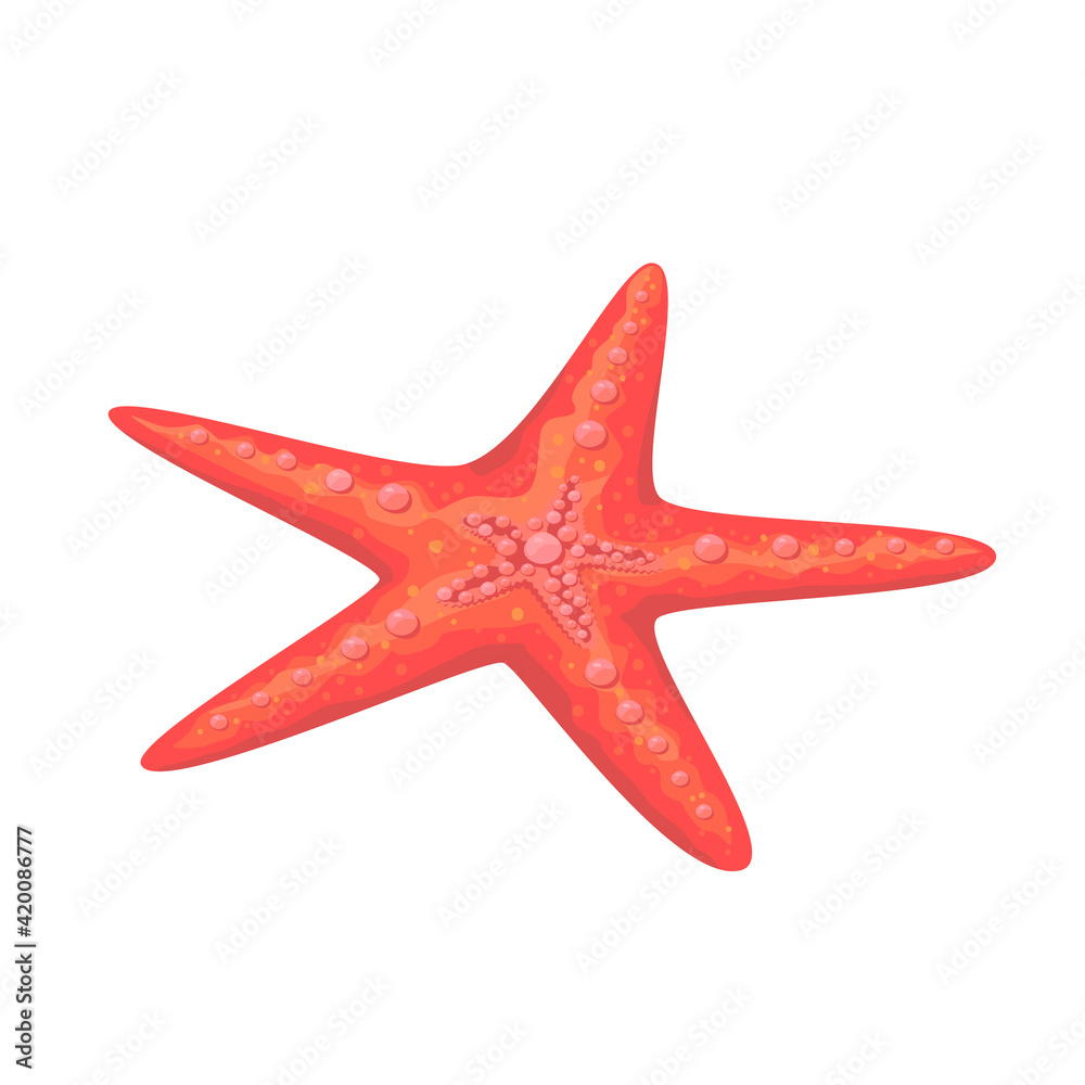 Starfish isolated on white background. Vector illustration of aquatic animals. Starfish isolated on white background. Vector illustration of aquatic animals.