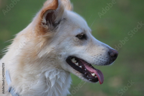 Canino