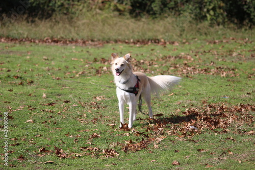 Canino