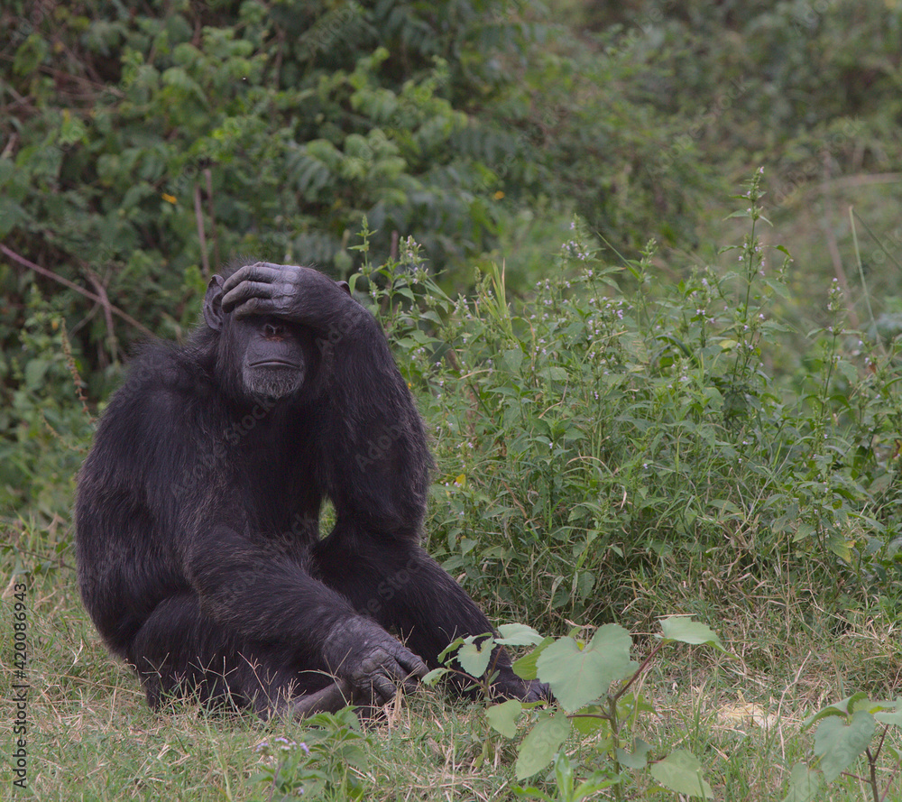 embarrassed chimpanzee face palms striking funny pose in the wild forest of the Ol Pejeta Conservancy, Kenya embarrassed chimpanzee face palms striking funny pose in the wild forest of the Ol Pejeta Conservancy, Kenya