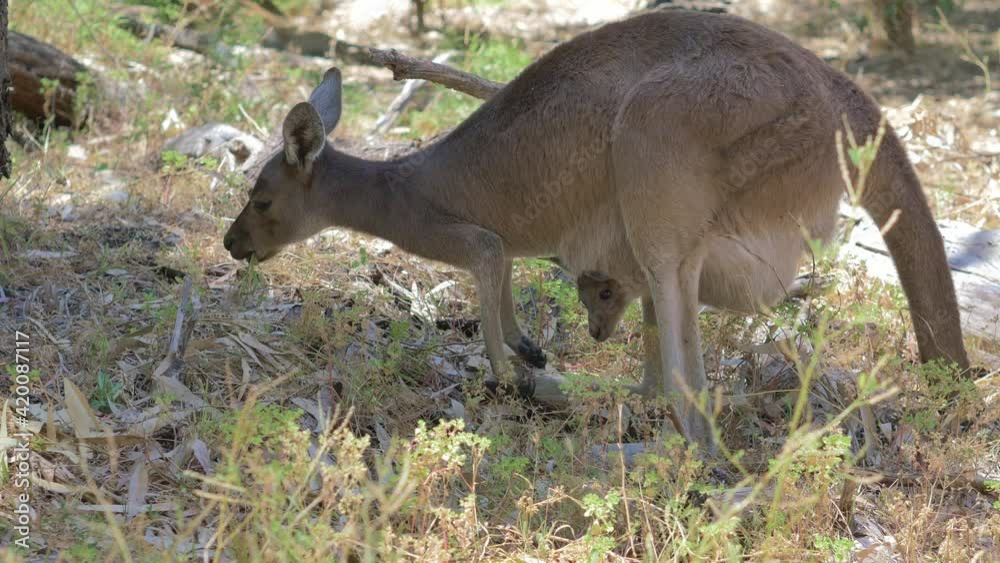 kangaroo with baby kangaroo with baby