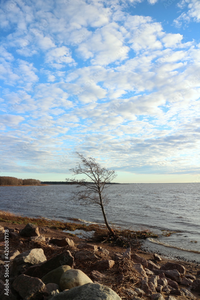 lonely tree clings to the shore ground, fighting for his life with the sea winds, autumn landscape lonely tree clings to the shore ground, fighting for his life with the sea winds, autumn landscape