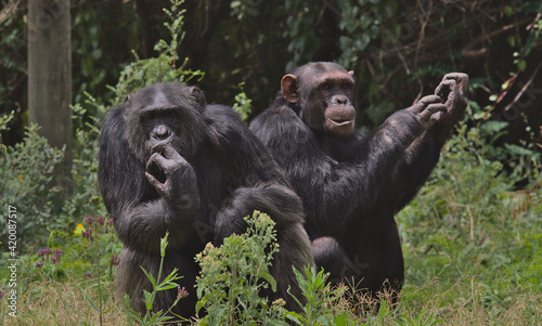 two chimpanzees sitting together in the wild forest floor of the Ol Pejeta Conservancy, Kenya photo