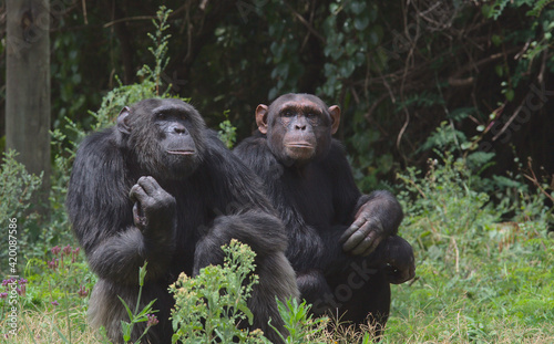 Fotografija a couple of chimpanzees resting on the ground together in the chimpanzee sanctua