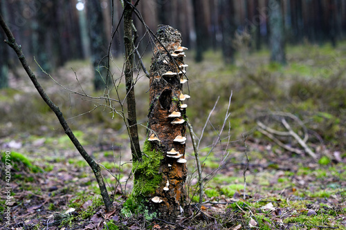 pień i grzyby
