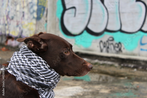 Canino