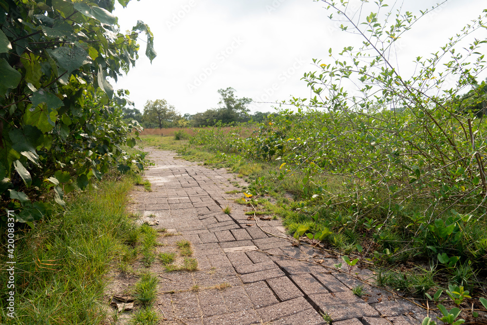 A pedestrian walkway made of bricks intertwined to form a walkway. Surrounded by marshlands and green forests on both sides of the road. At Kodpor Public Park, Rayong ,Thailand.