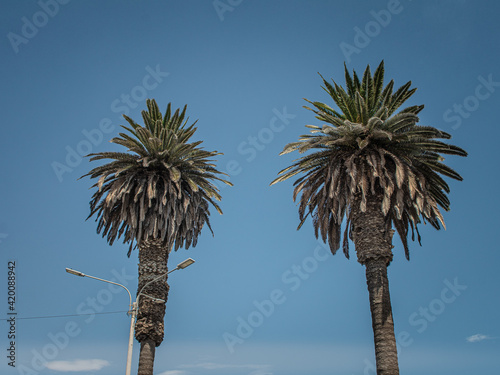 palm tree against sky
