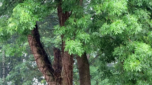 rain falling on green ash tree
