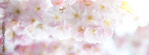 Pink flowers in the garden © medwedja