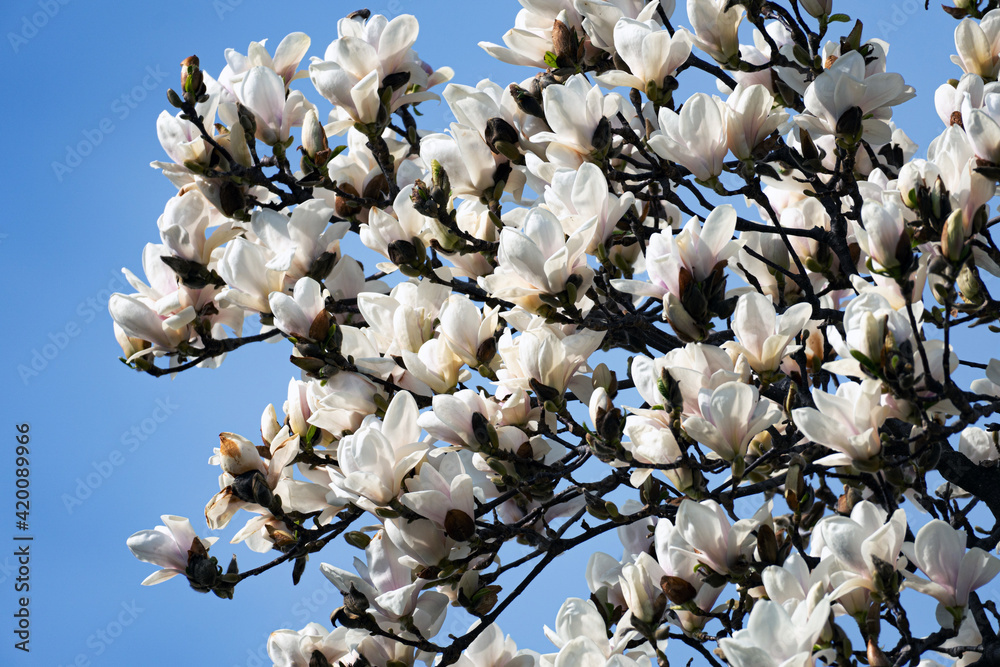 white magnolia flowers on the tree white magnolia flowers on the tree