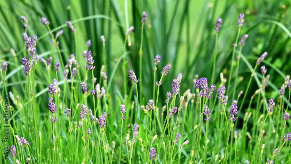 Lavender purple flower in the garden closeup 
