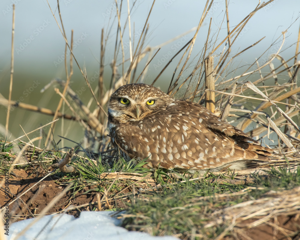Burrowing Owl Burrowing Owl