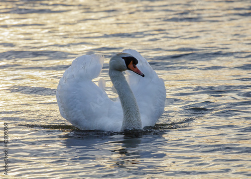 Mute Swan swimming on a pond.