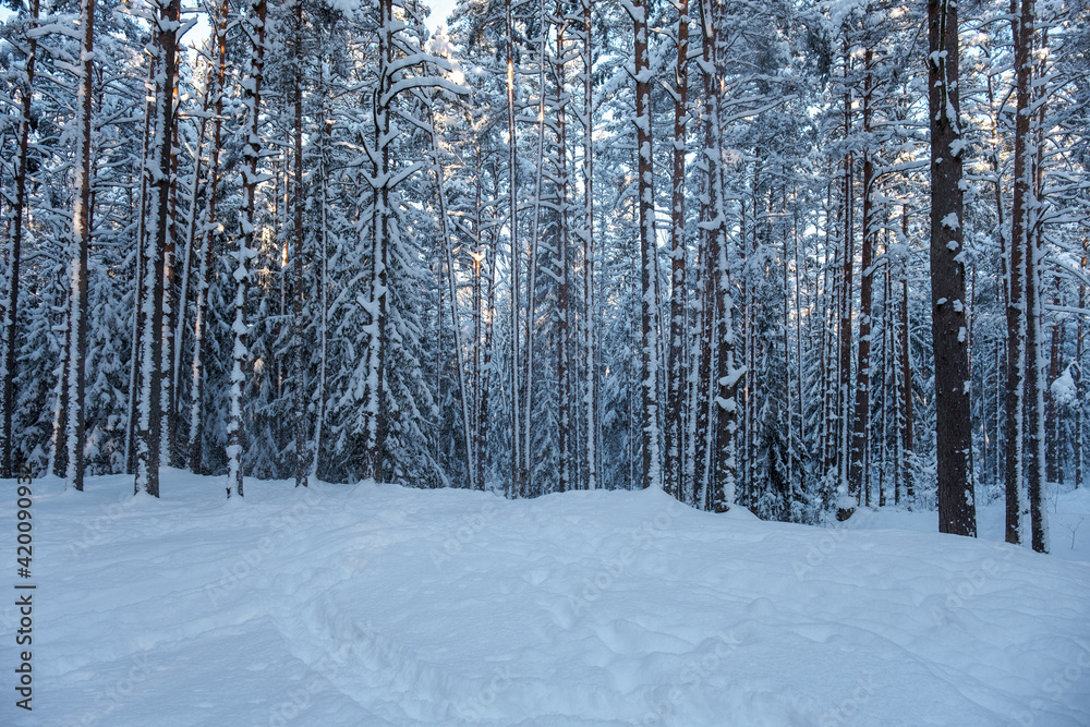 tree trunk wall in winter forest covered with snow and sun shining