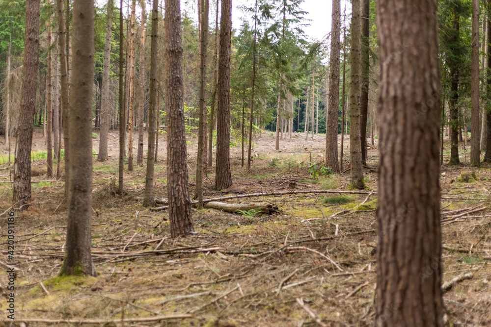 Trockener Wald mit Lichtung