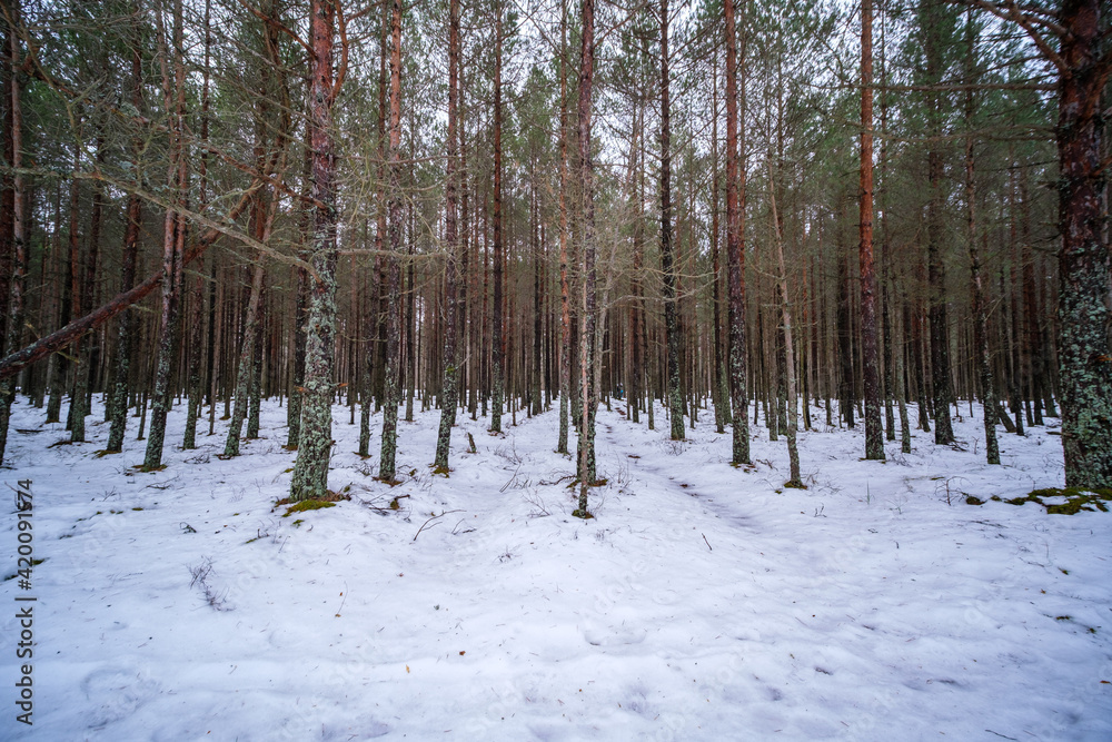 Fototapeta premium tree trunk wall in winter forest covered with snow and sun shining
