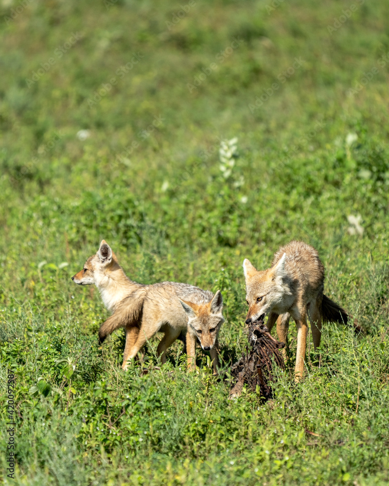 Obraz premium Pack of Serengeti wolves, Canis lupaster bea, in Serengeti, Tanzania.