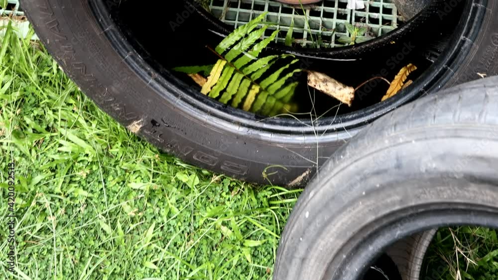 Tires containing trapped rain water is potential breeding ground of aedes mosquitoes, the cause of dengue fever Tires containing trapped rain water is potential breeding ground of aedes mosquitoes, the cause of dengue fever