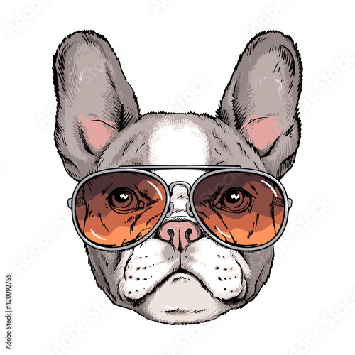 Cute french bulldog portrait. Dog in sunglasses. Vector illustration. Stylish image for printing on any surface