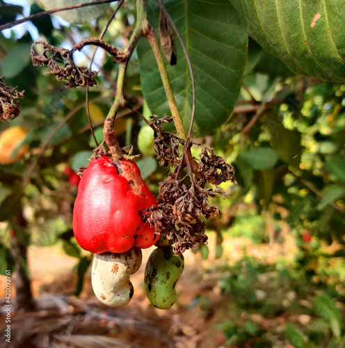 Cashew nuts growing on the tree, Cashew nuts grow on a tree branch. Cashew (Anacardium occidentale) fruits, nuts, and leaves in a garden