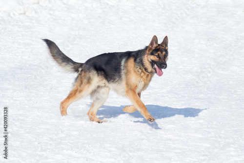 Cute german shepherd dog puppy are running on white snow in the winter park. Pet animals. © tikhomirovsergey