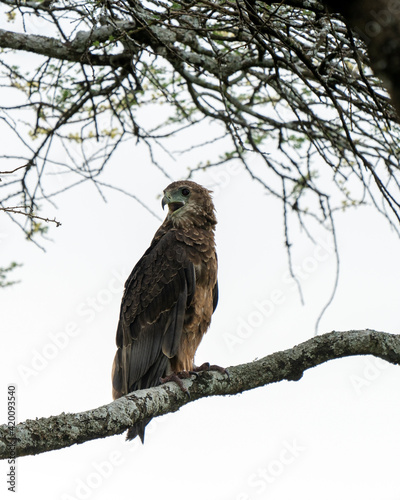 Bateleur juveline (Terathopius ecaudatus) eagle perching on tree, Serengeti Tanzania photo