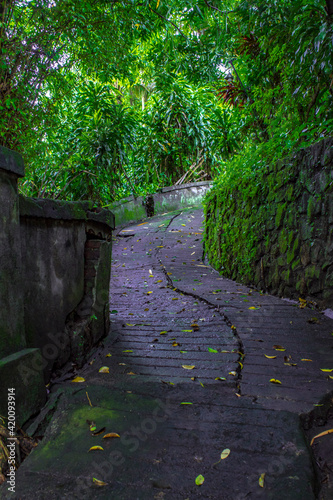 Obraz na płótnie footpath in Campuhan Hill, Bali, Indonesia w salonie