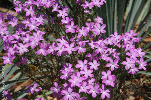 Selective focus close-up view of blooming purple  California Prickly Phlox  Linanthus californicus